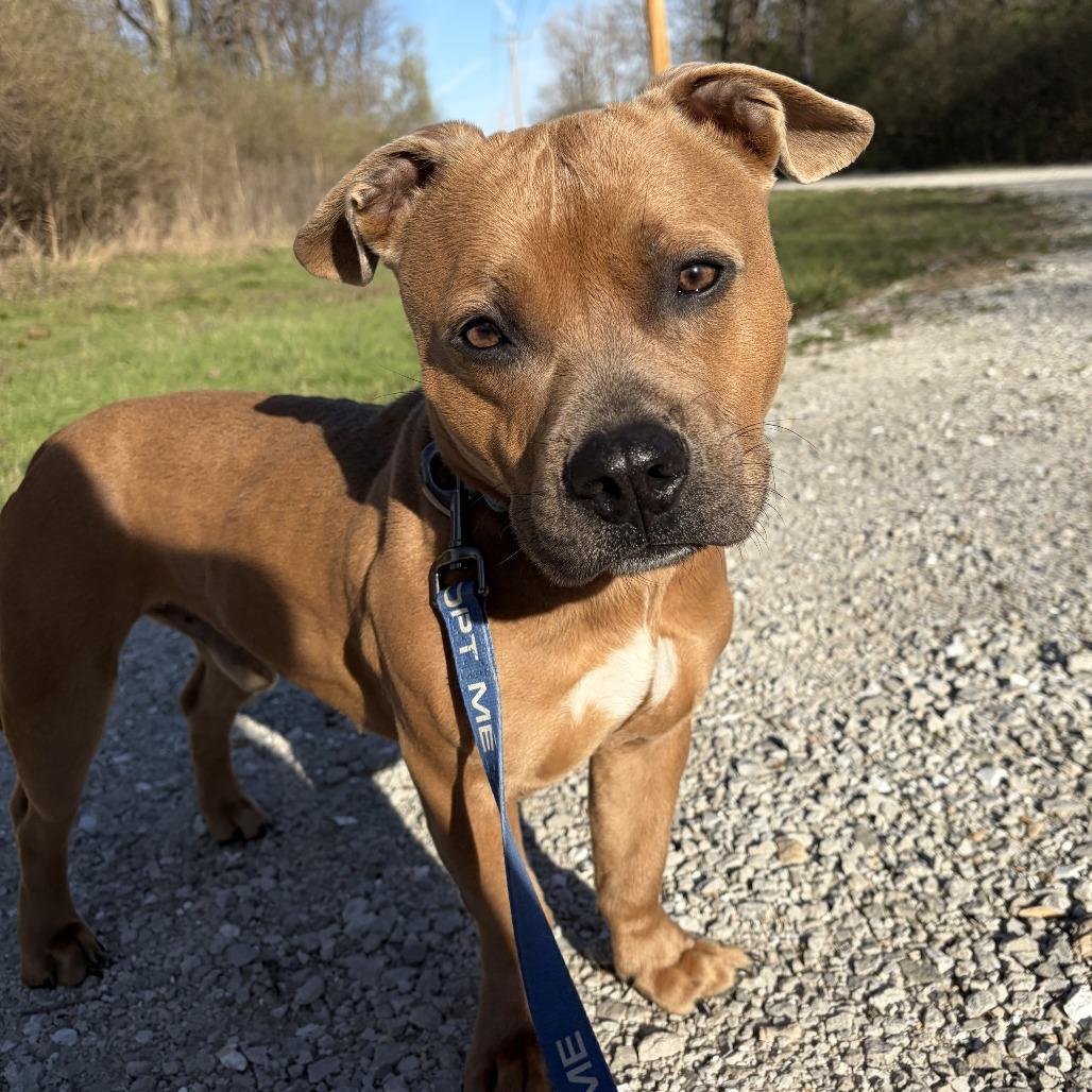 Enlarge Pablo, a Adoptable Pit Bull Terrier in Columbia, MO image 3/6