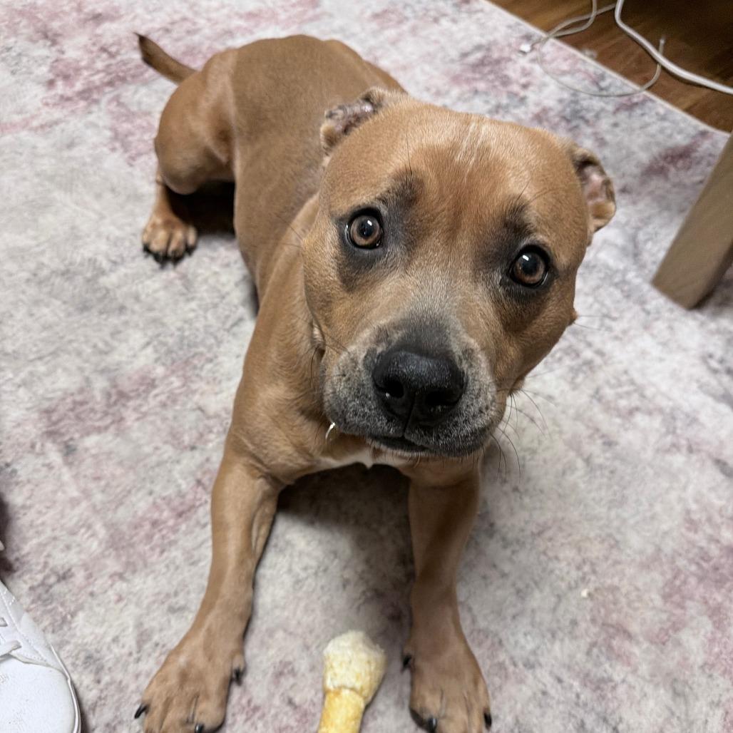 Enlarge Pablo, a Adoptable Pit Bull Terrier in Columbia, MO image 4/6