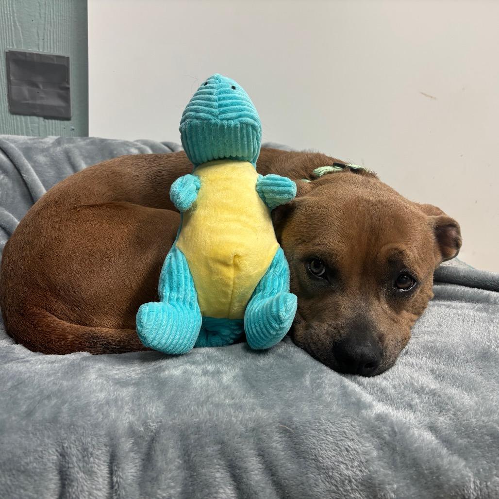 Enlarge Pablo, a Adoptable Pit Bull Terrier in Columbia, MO image 5/6