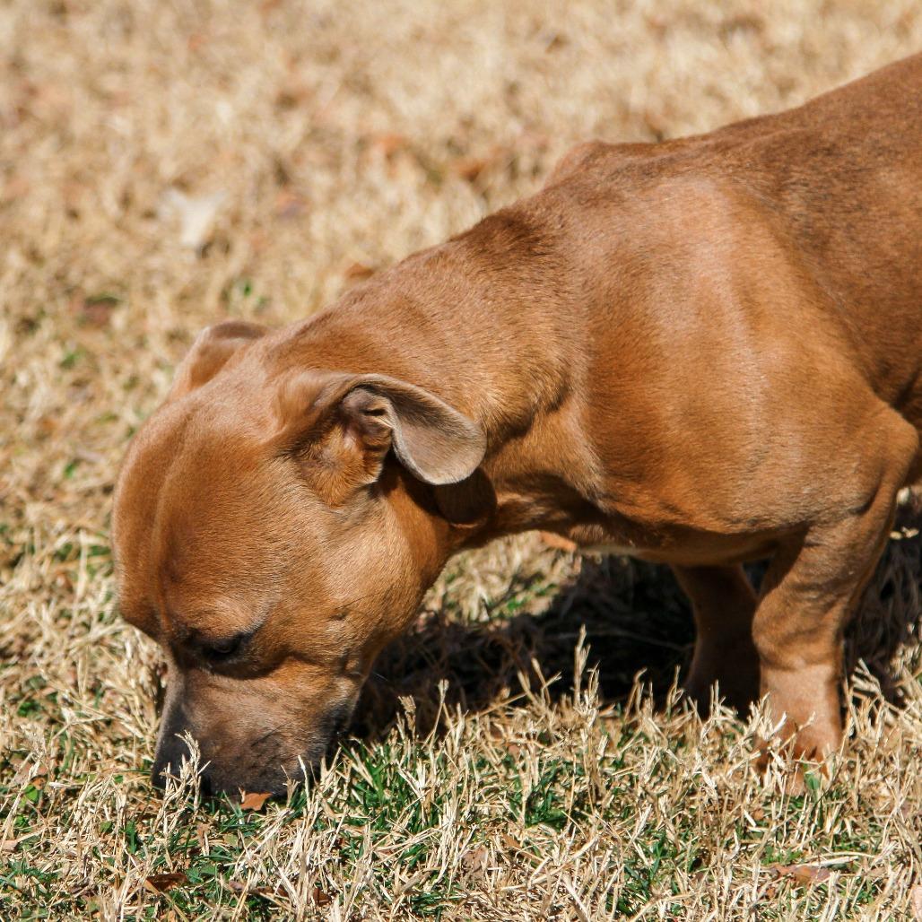 Enlarge Pablo, a Adoptable Pit Bull Terrier in Columbia, MO image 6/6