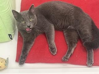 Grayson, ADOPTABLE, Young Male Russian Blue.