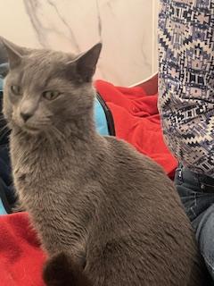 Enlarge Grayson, a ADOPTABLE mixed breed in Rockville, MD image 2/2