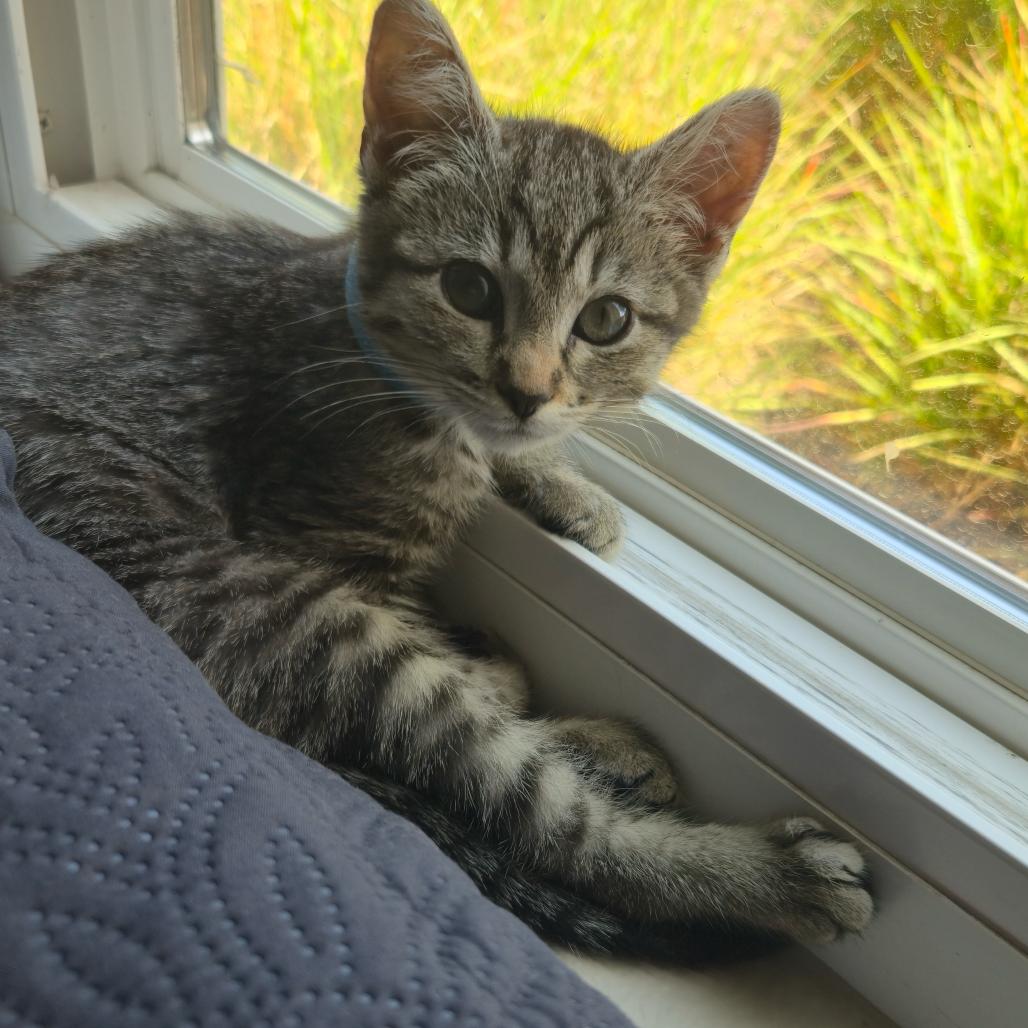 Pip, Adoptable, Kitten Female Domestic Short Hair.