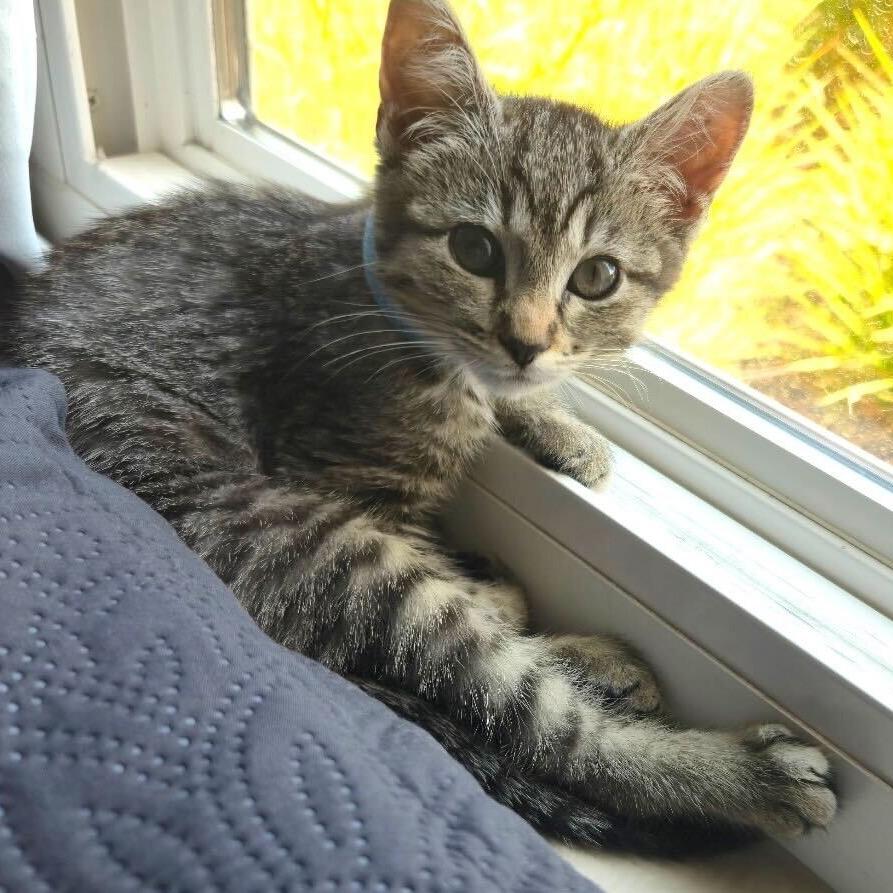 Pip, a Adoptable Domestic Short Hair in Escondido, CA image 2/4