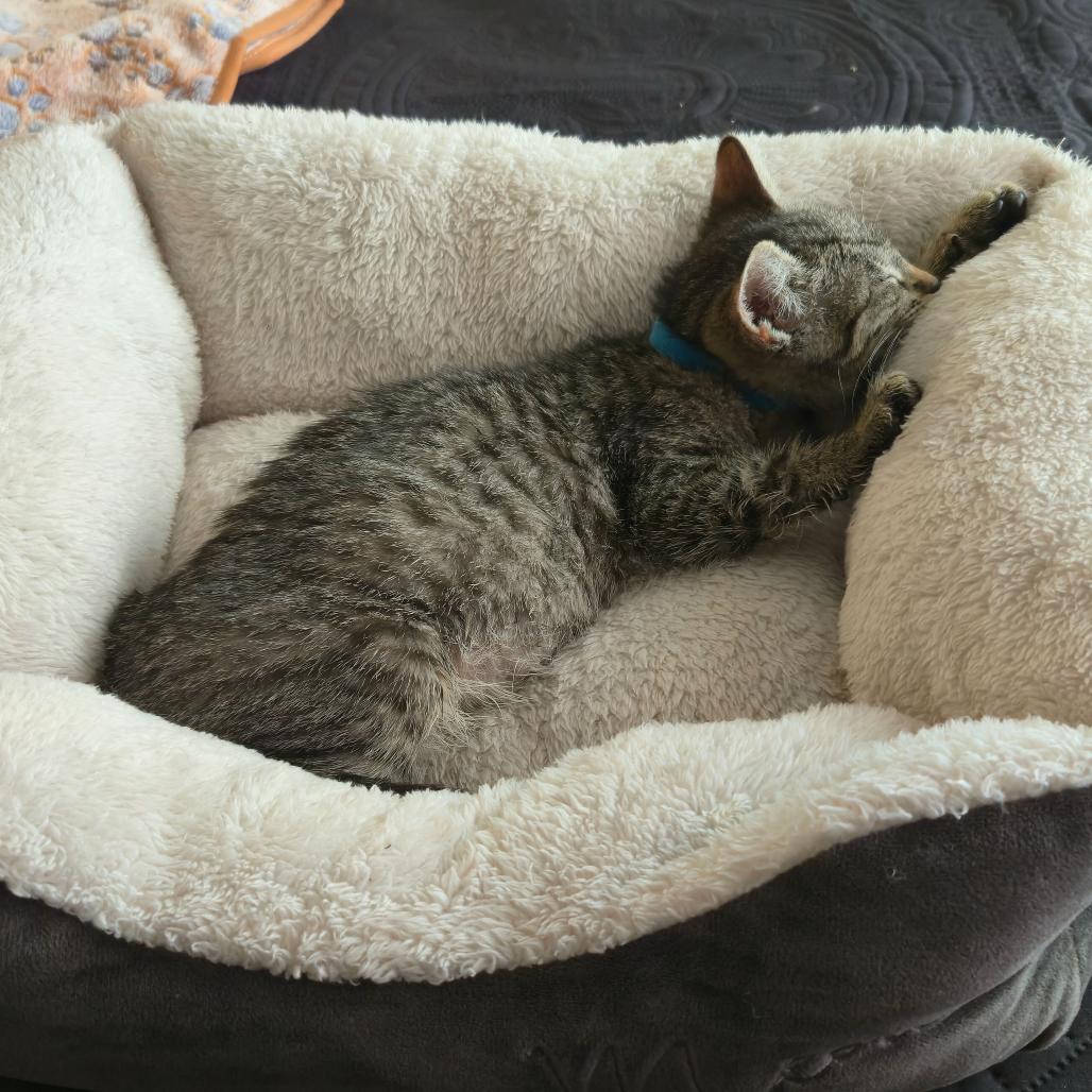 Pip, a Adoptable Domestic Short Hair in Escondido, CA image 3/4