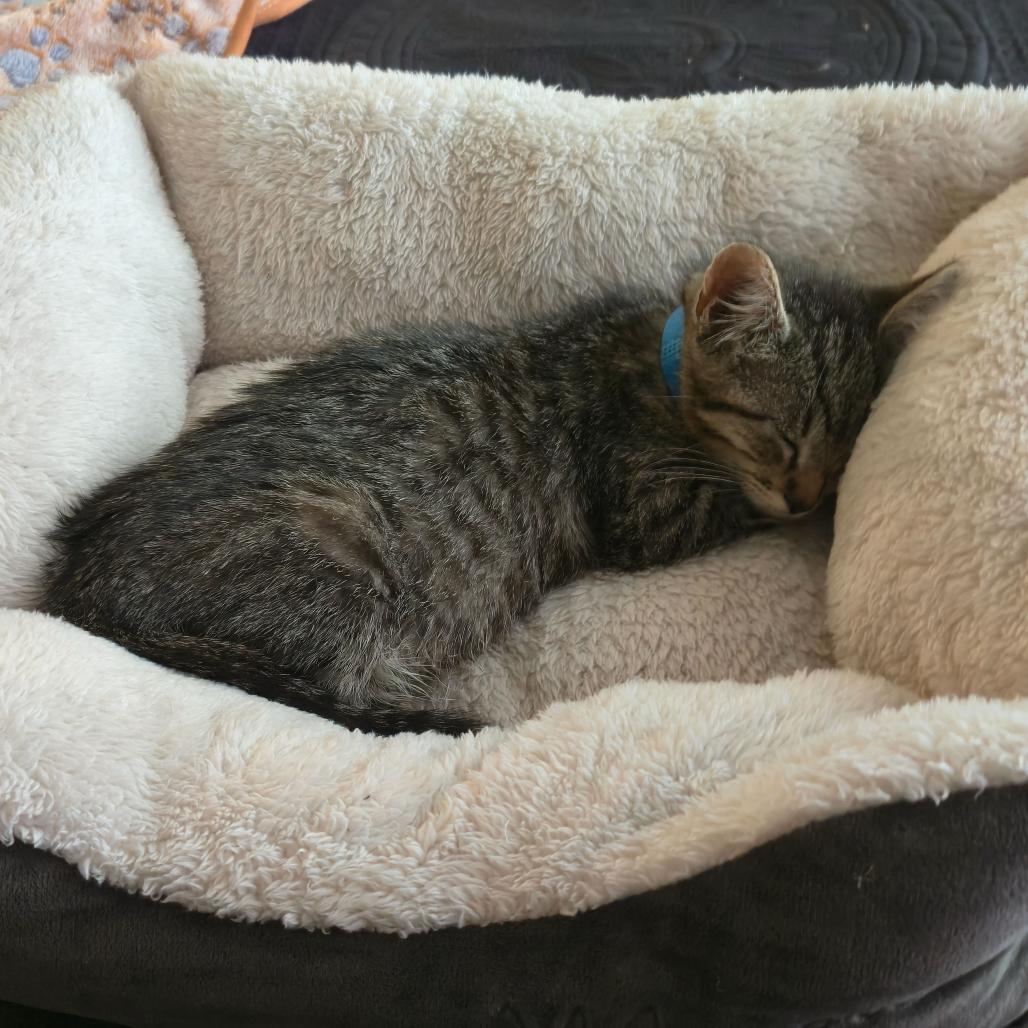 Pip, a Adoptable Domestic Short Hair in Escondido, CA image 4/4