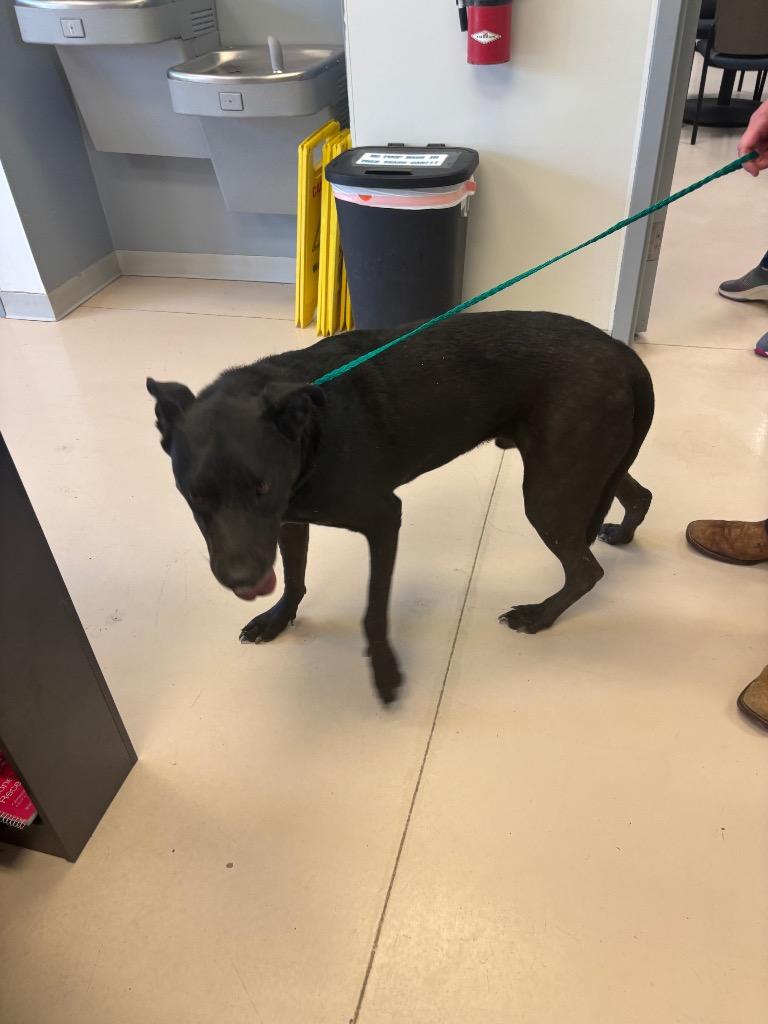 Enlarge Vader*, a Adoptable mixed breed in Belton, TX image 1/1