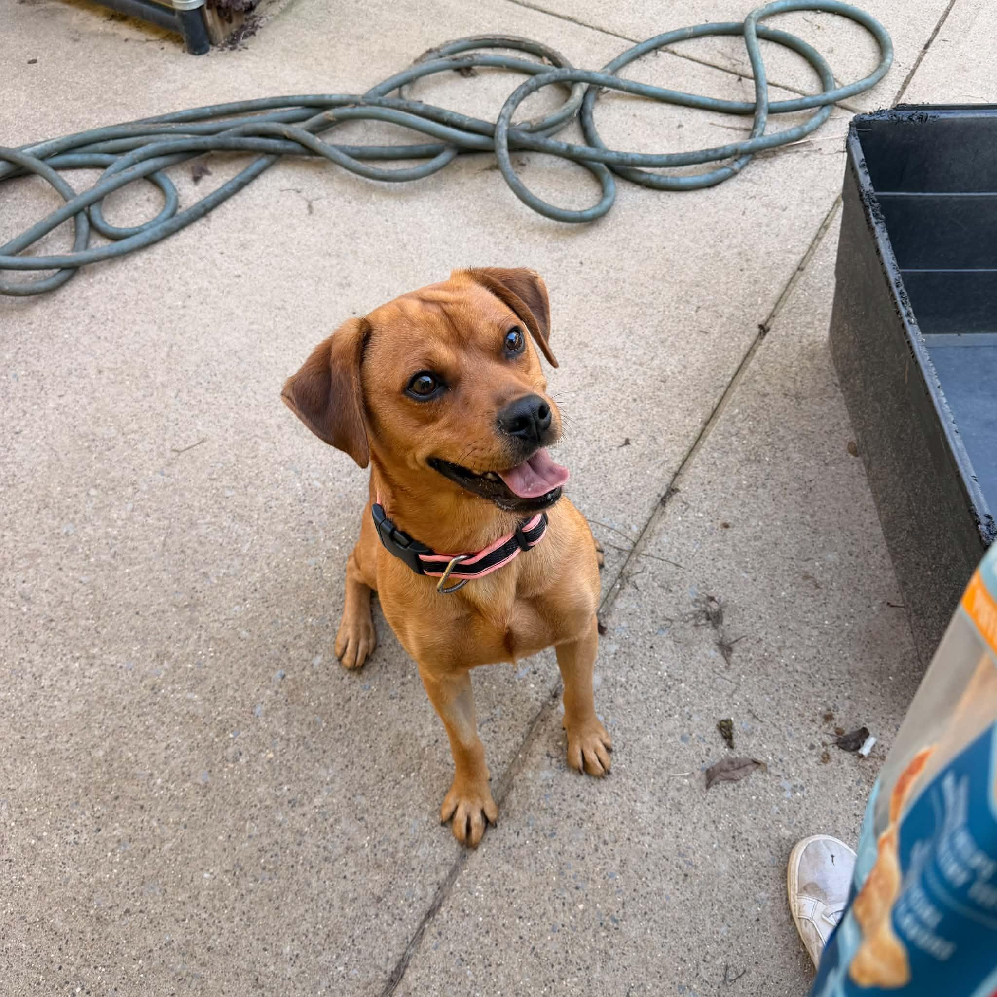 Enlarge Scott, a Adoptable mixed breed in Monticello, IN image 3/3