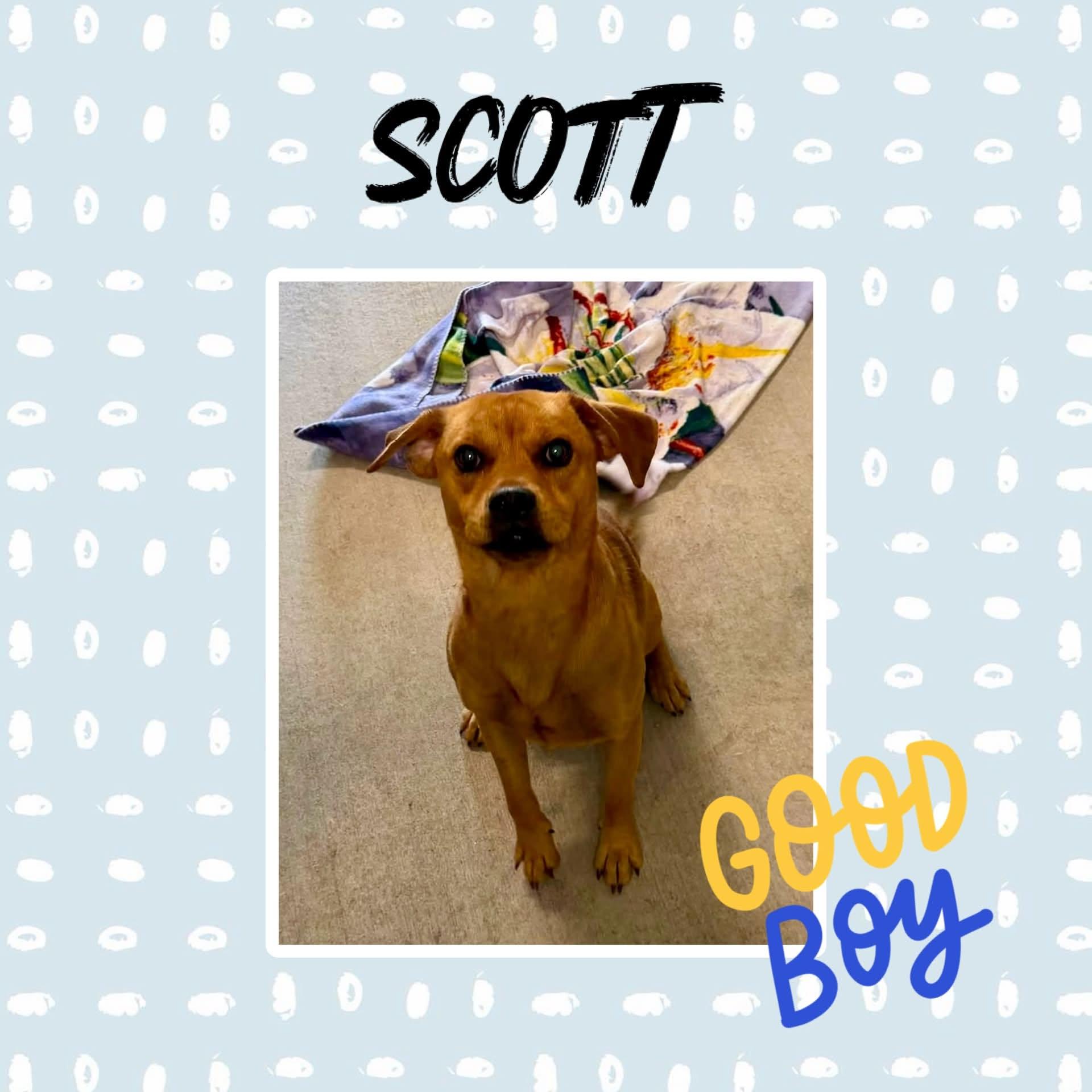Scott, Adoptable, Young Male Beagle & Terrier.