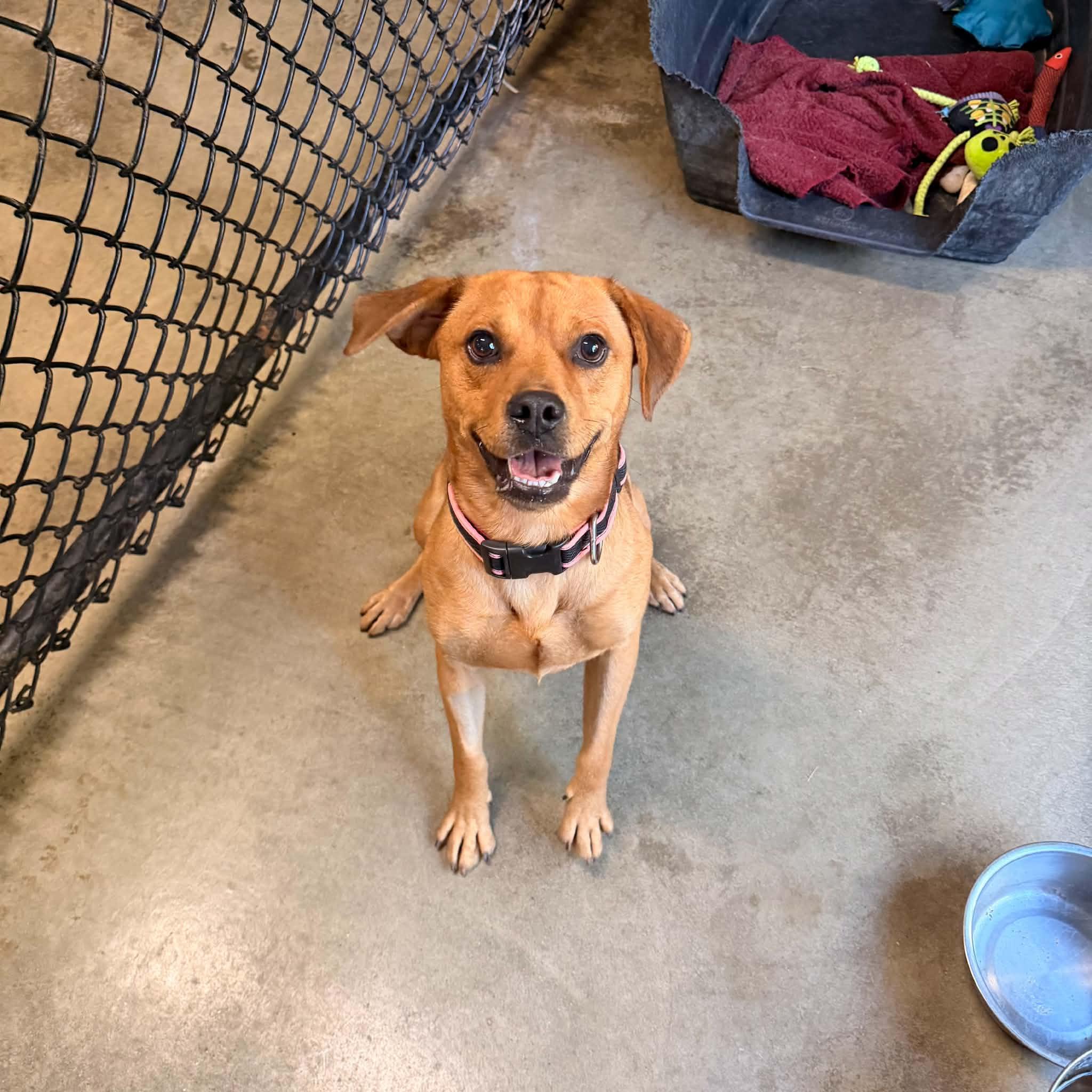 Enlarge Scott, a Adoptable mixed breed in Monticello, IN image 2/3