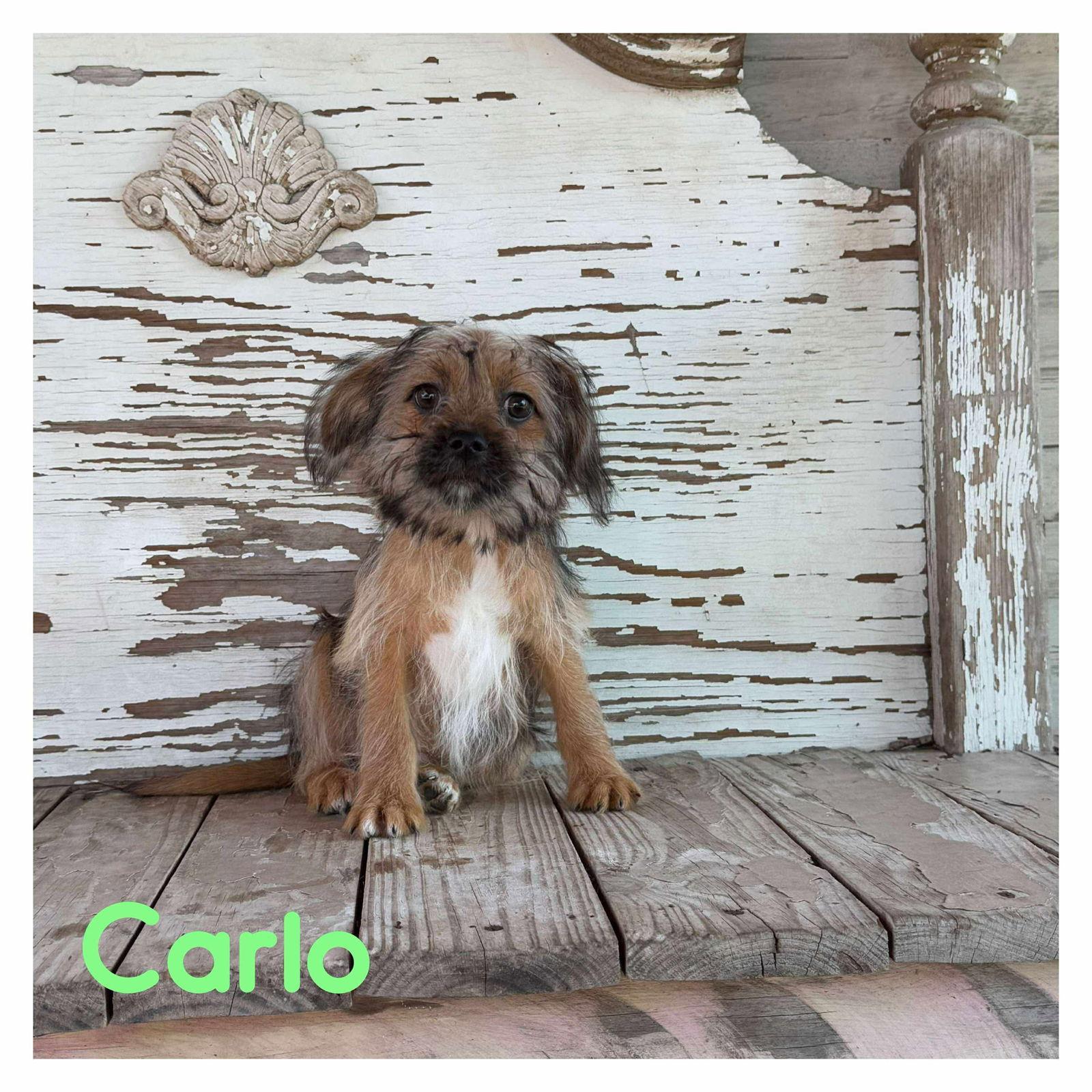 Nathalie's Carlo TX, a Adopted Terrier in Boonton, NJ image 2/2