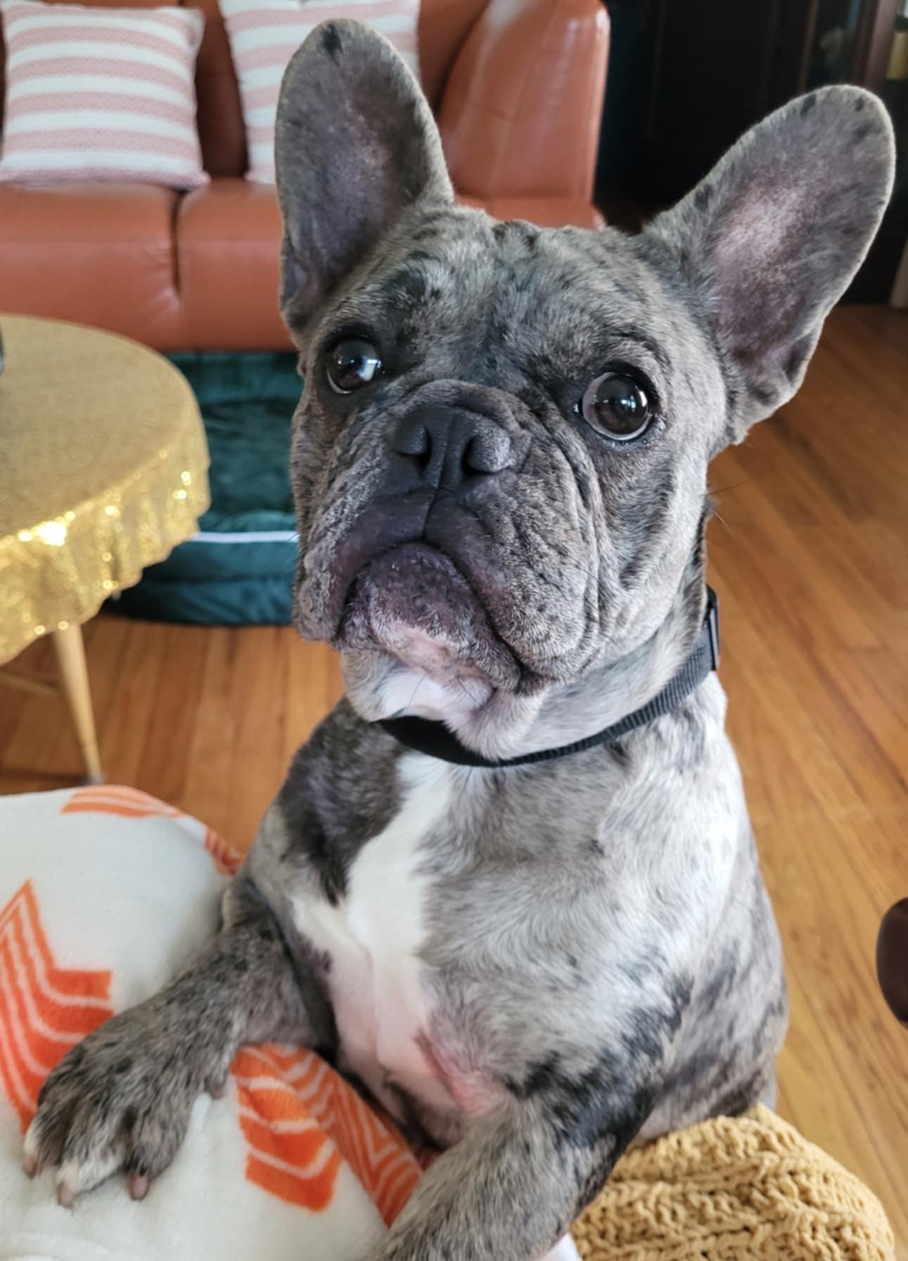 Enlarge Annabel, an adopted French Bulldog in Heiskell, TN image 1/6