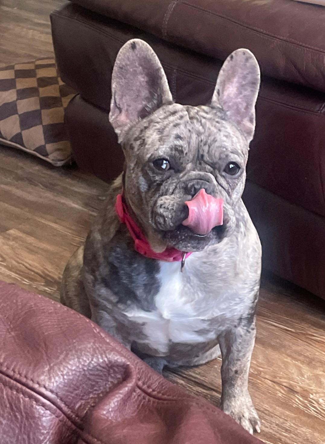 Enlarge Annabel, an adopted French Bulldog in Heiskell, TN image 3/6