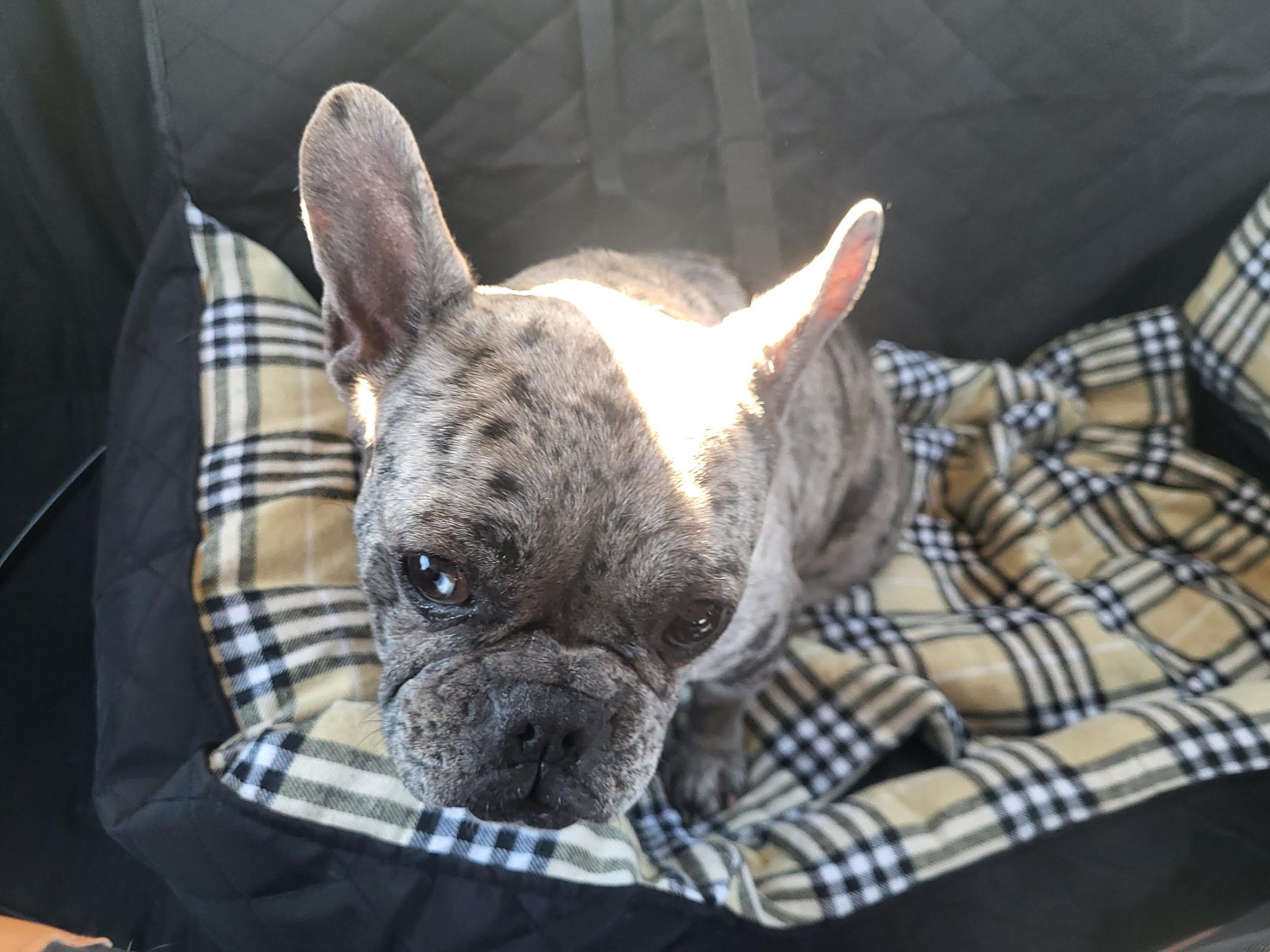 Enlarge Annabel, an adopted French Bulldog in Heiskell, TN image 4/6