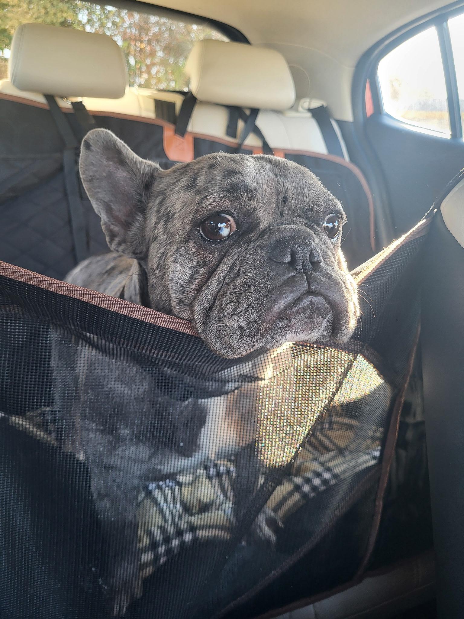 Enlarge Annabel, an adopted French Bulldog in Heiskell, TN image 5/6