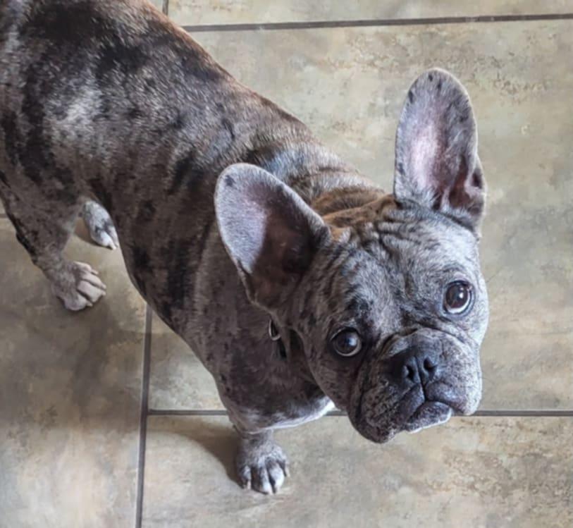 Enlarge Annabel, an adopted French Bulldog in Heiskell, TN image 6/6