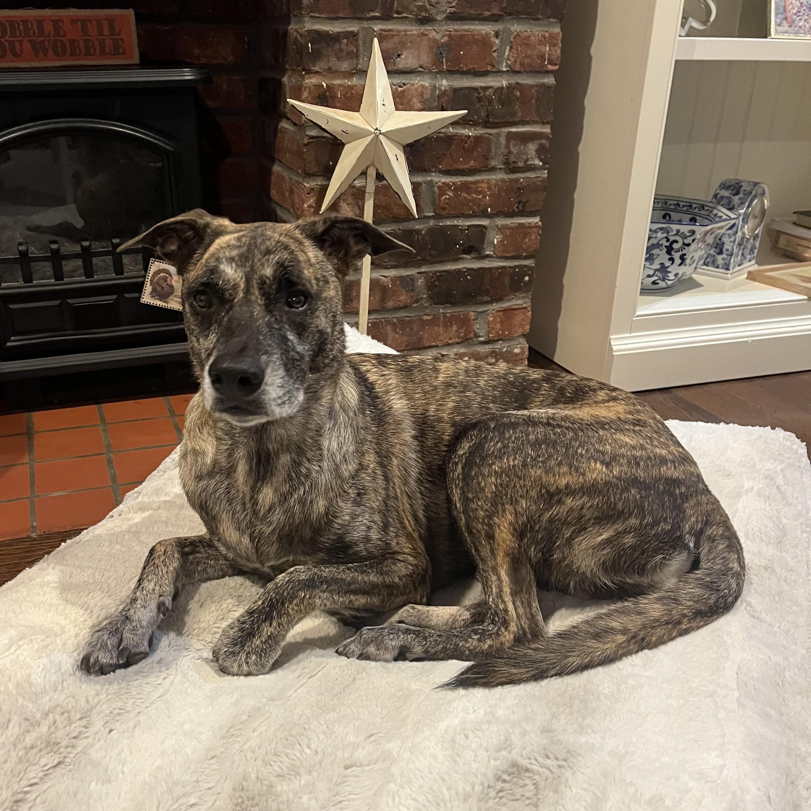 Darcy, adoptable, Adult Female Collie & Dutch Shepherd.