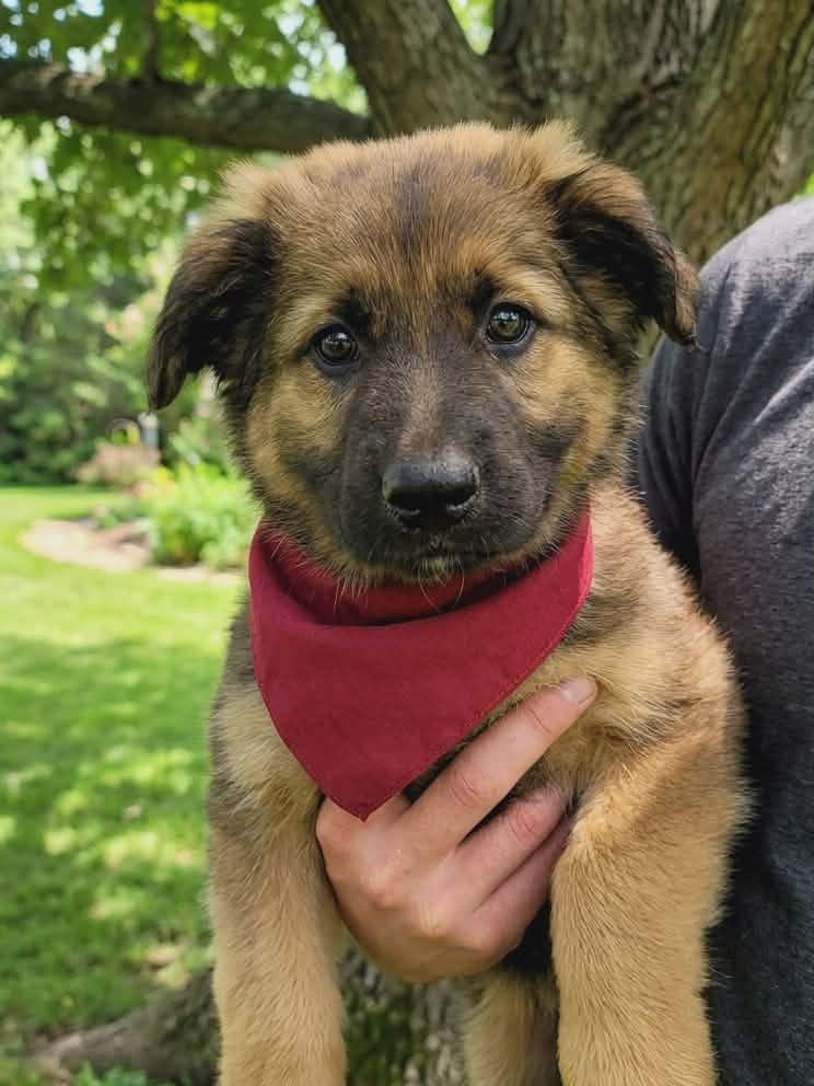 Phoenix, an adopted mixed breed in Temecula, CA image 2/6