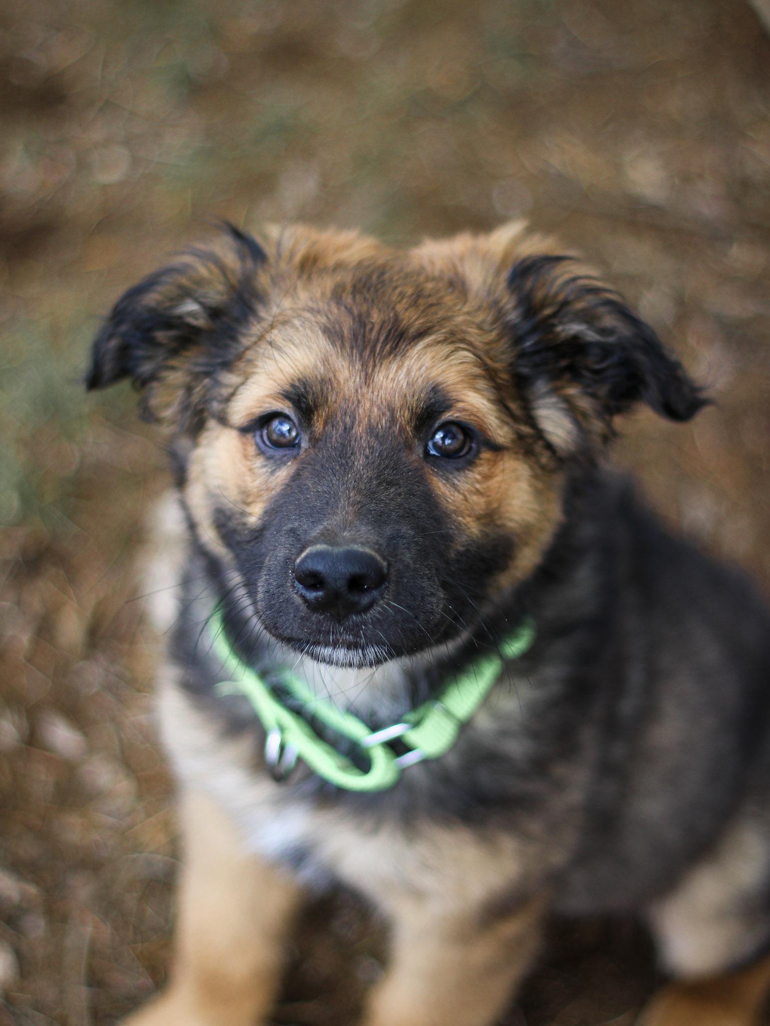 Phoenix, an adopted mixed breed in Temecula, CA image 5/6