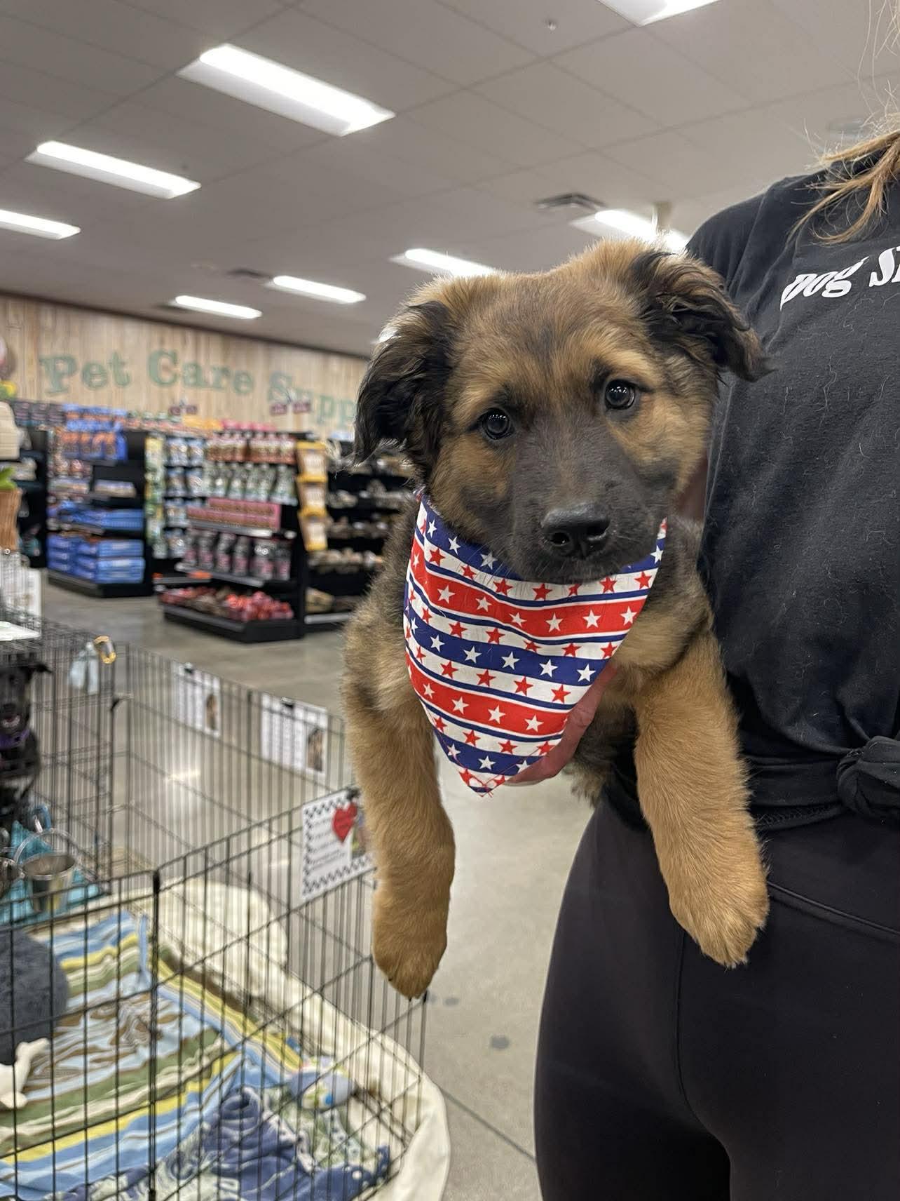 Phoenix, an adopted mixed breed in Temecula, CA image 4/6