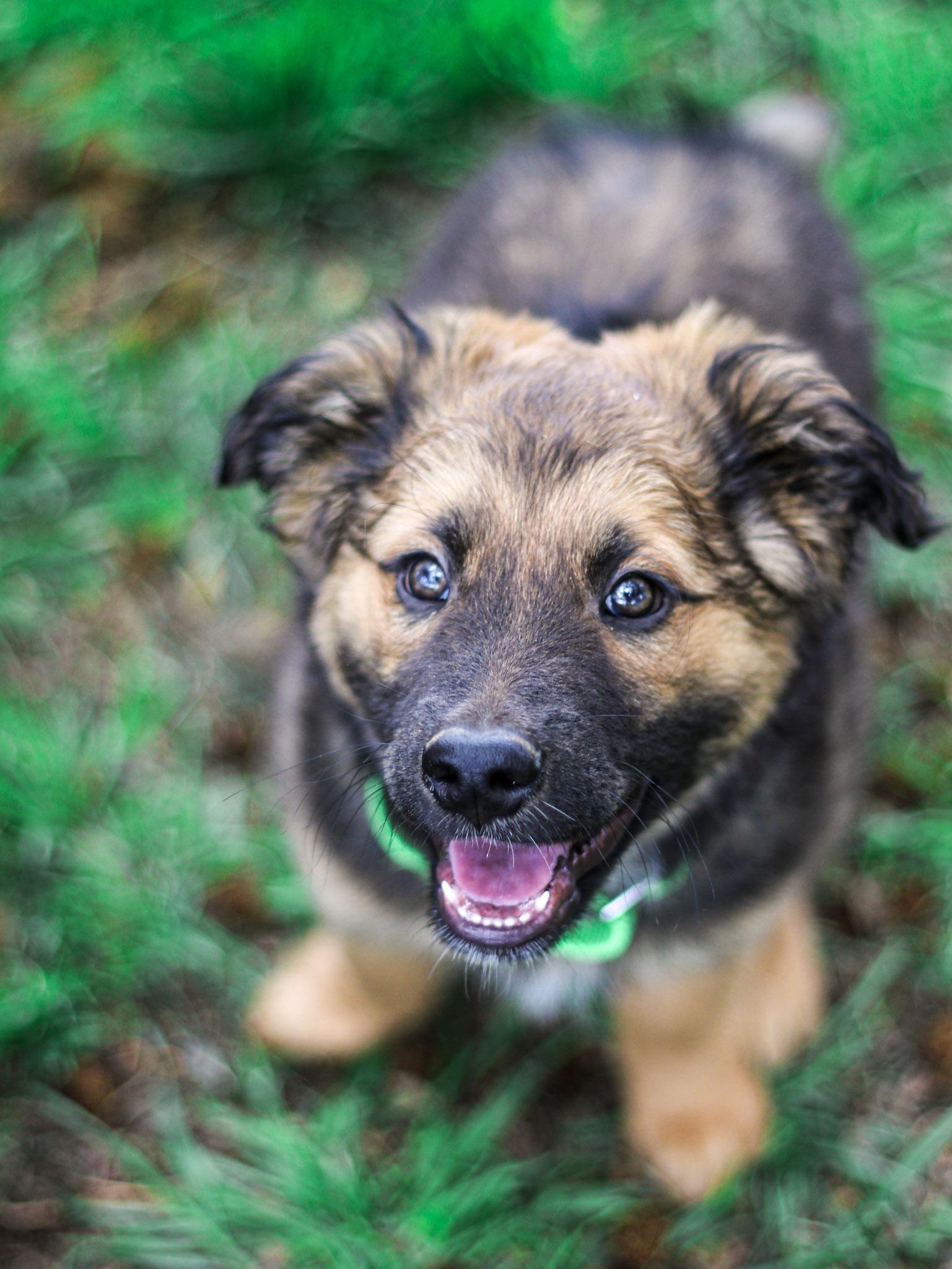 Phoenix, an adopted mixed breed in Temecula, CA image 1/6