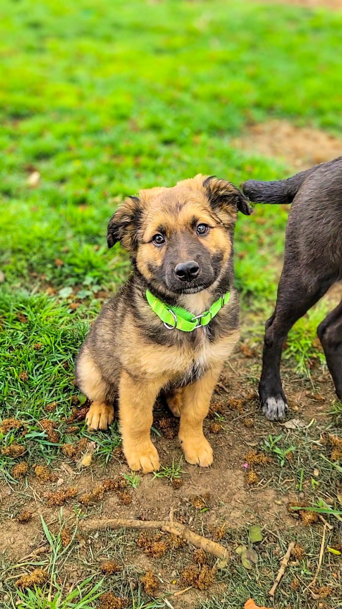 Phoenix, an adopted mixed breed in Temecula, CA image 6/6