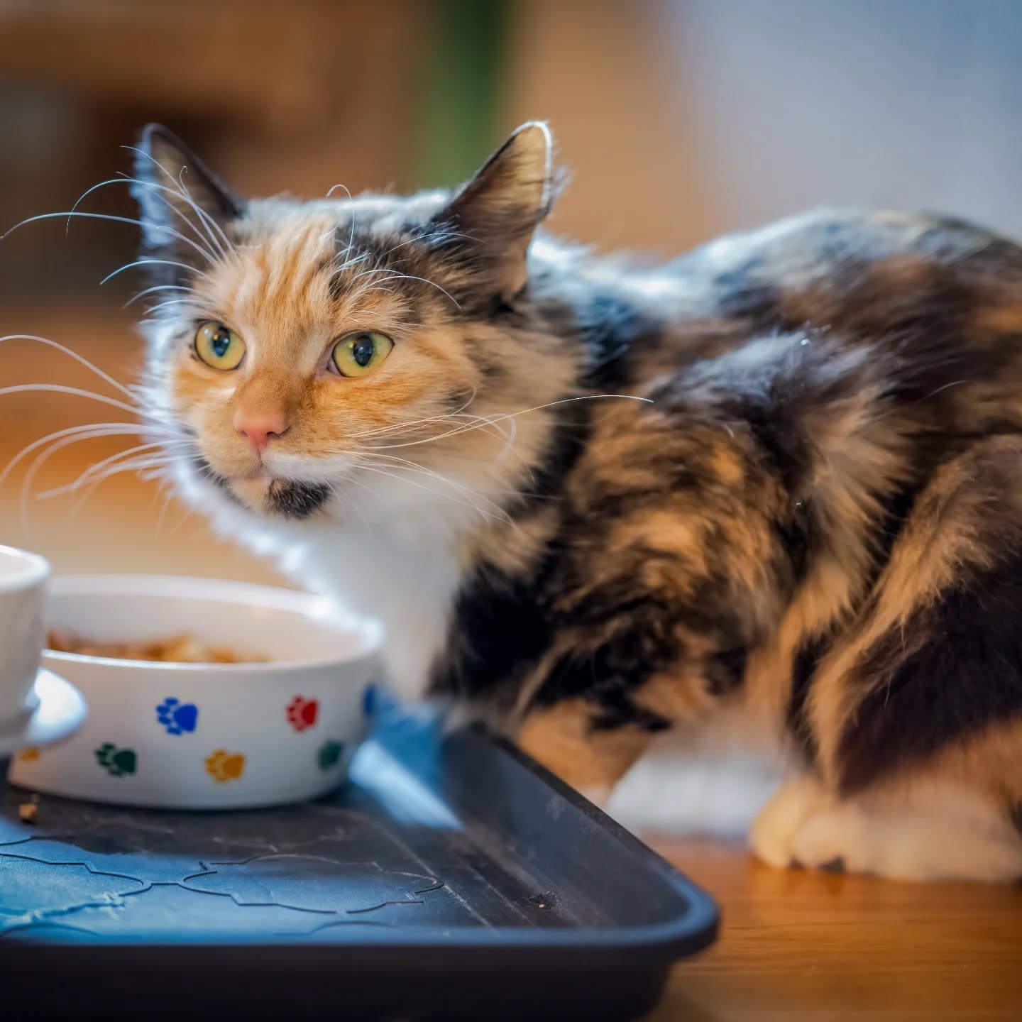 Apple Pie (needs to be only pet!)