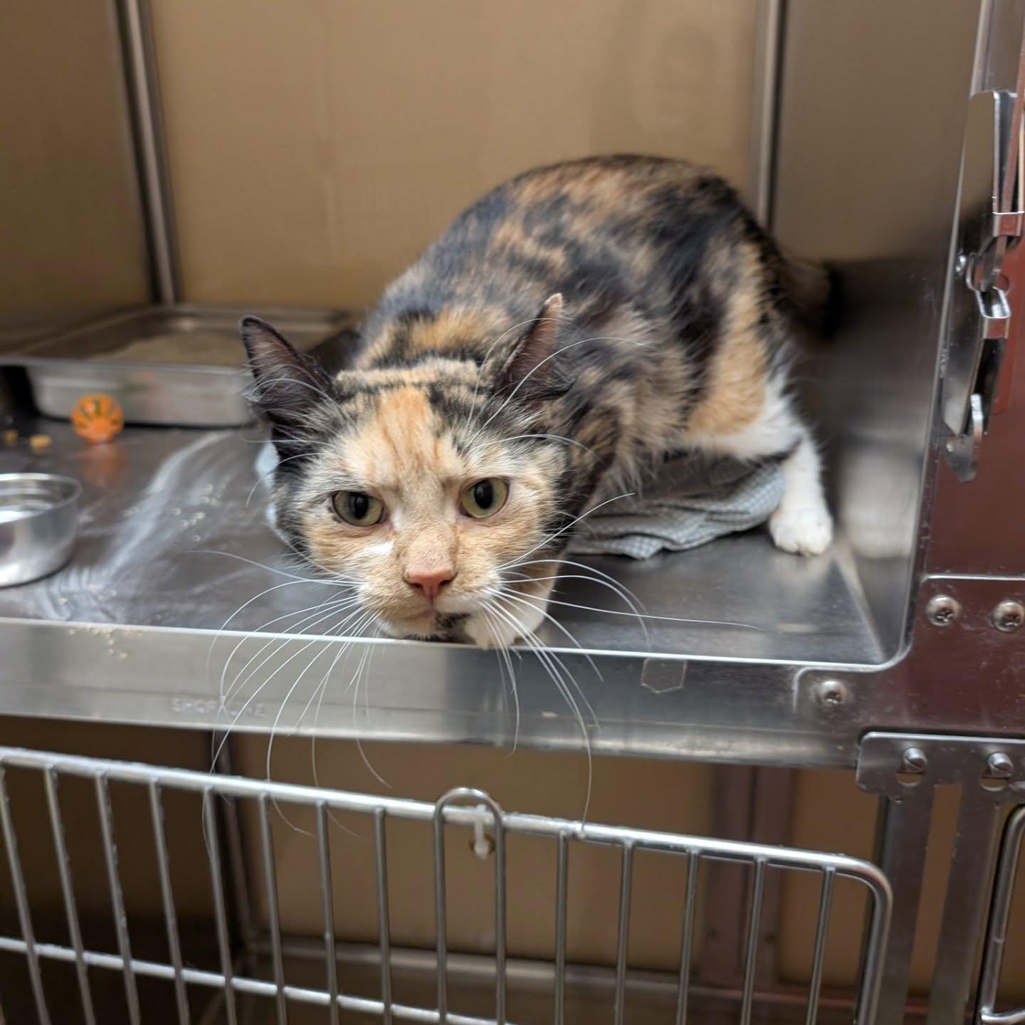 Apple Pie (needs to be only pet!)