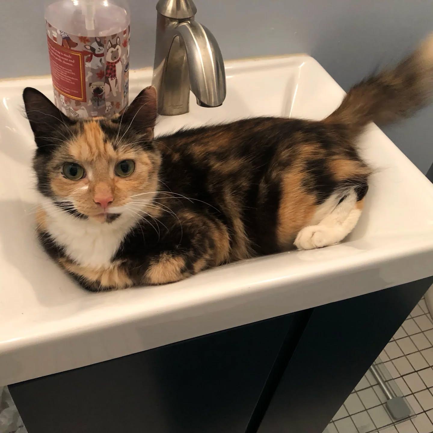 Apple Pie (needs to be only pet!)