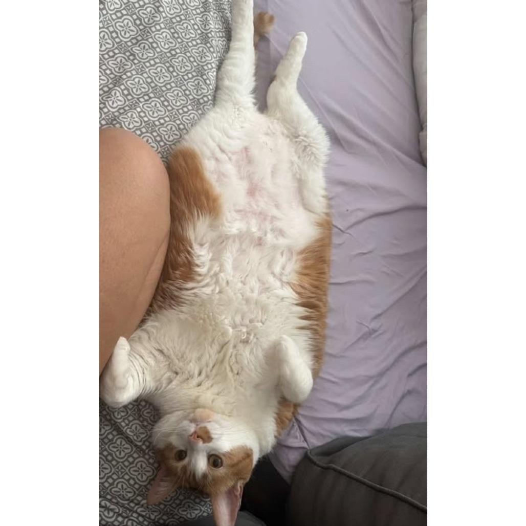 Marigold, Adoptable, Senior Female Domestic Short Hair.