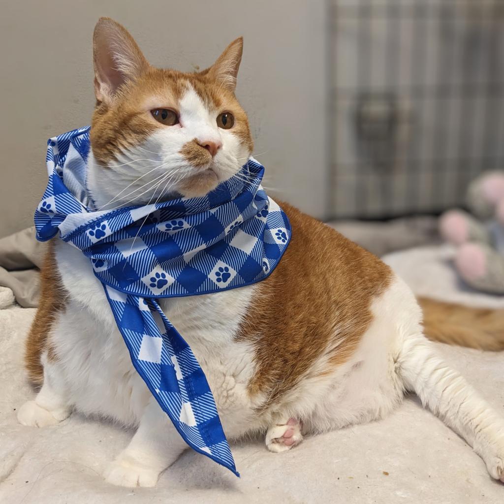 Enlarge Marigold, a Adoptable Domestic Short Hair in Philadelphia, PA image 2/6