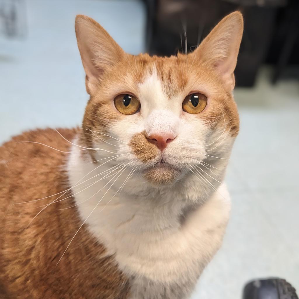 Enlarge Marigold, a Adoptable Domestic Short Hair in Philadelphia, PA image 3/6