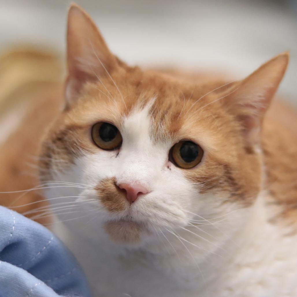 Enlarge Marigold, a Adoptable Domestic Short Hair in Philadelphia, PA image 5/6
