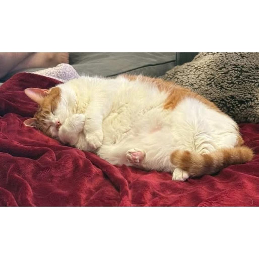 Enlarge Marigold, a Adoptable Domestic Short Hair in Philadelphia, PA image 6/6