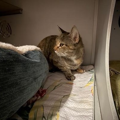 Salsa, a Adoptable Domestic Short Hair image 3/3