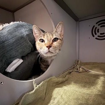 Salsa, Adoptable, Adult Female Domestic Short Hair.