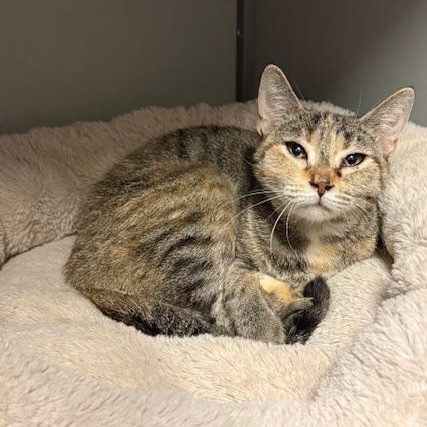 Salsa, adoptable, Adult Female Domestic Short Hair.