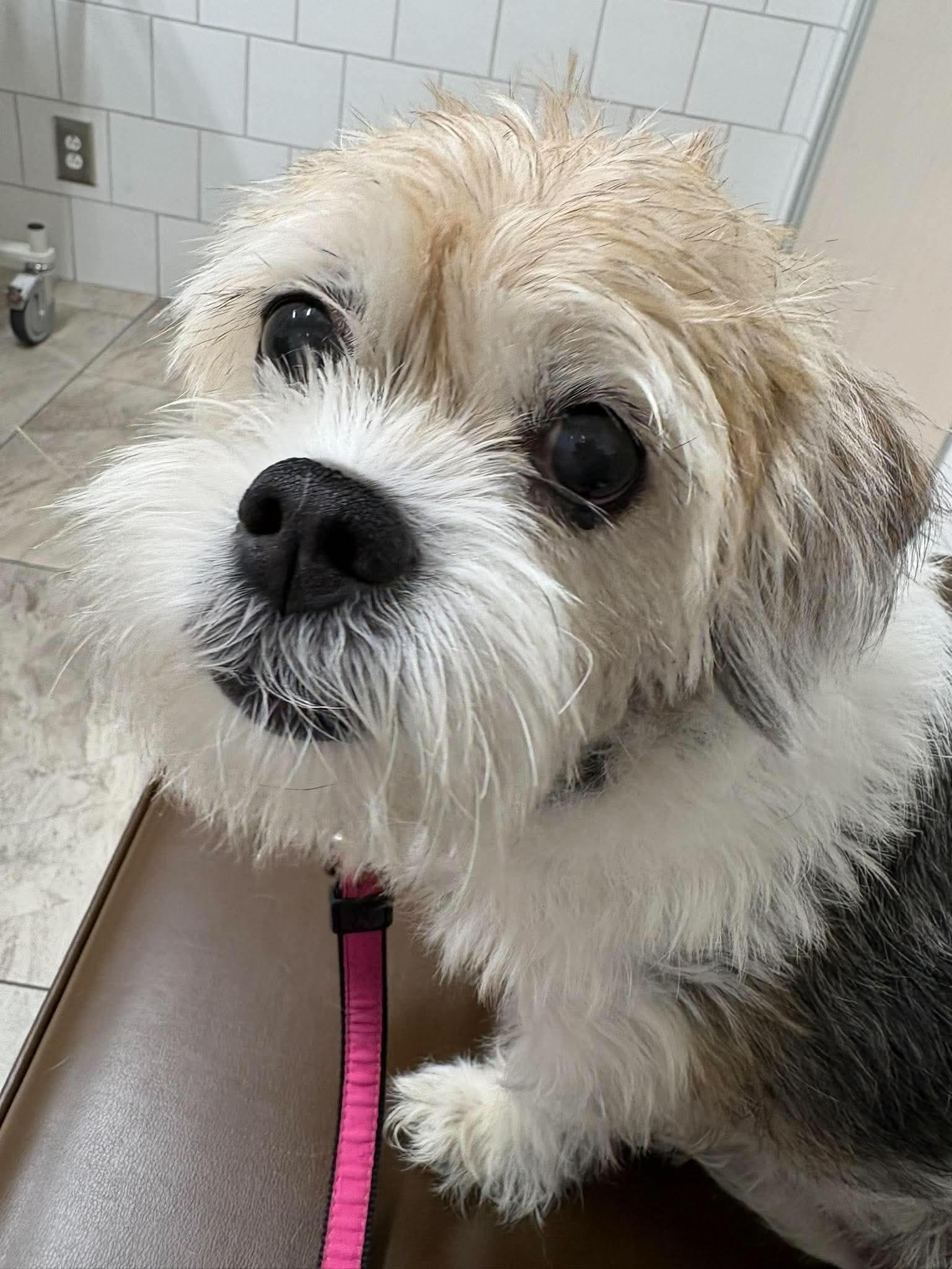 Enlarge Lady Stella, a Adoptable mixed breed in Boardman, OH image 3/6