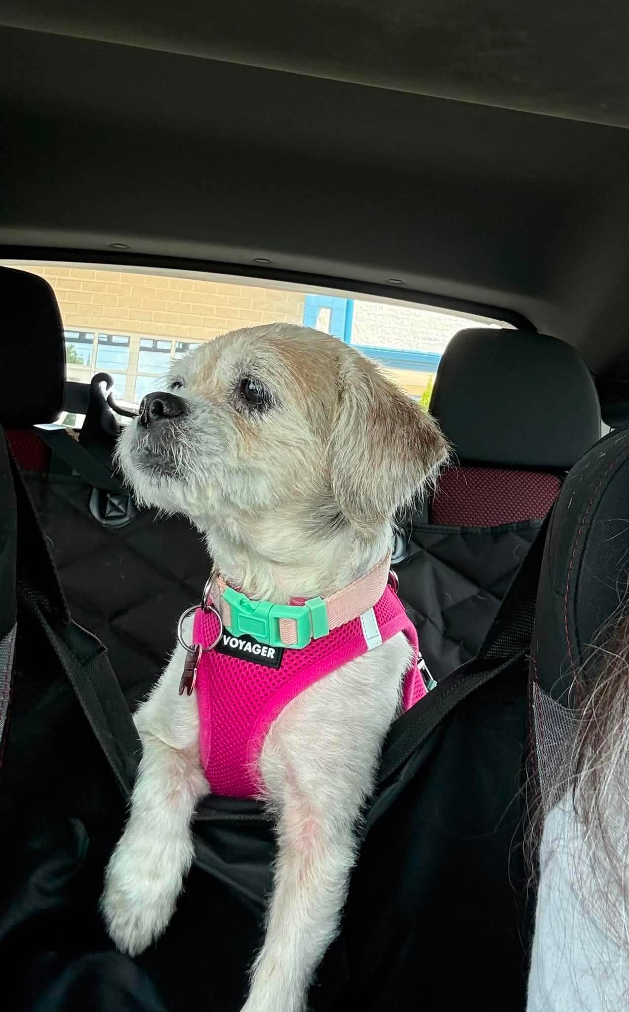 Enlarge Lady Stella, a Adoptable mixed breed in Boardman, OH image 1/6