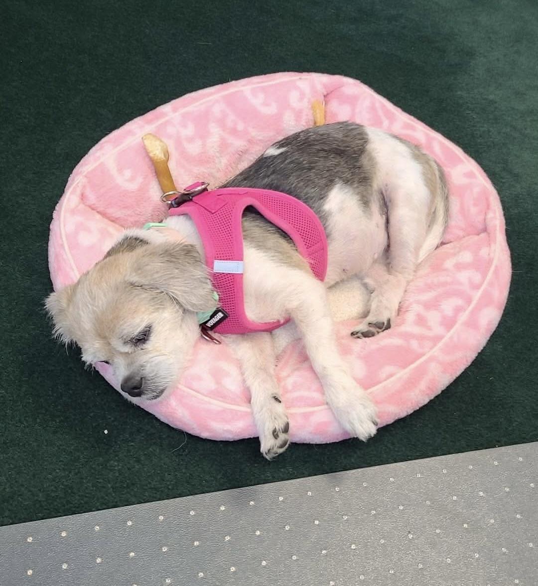 Enlarge Lady Stella, a Adoptable mixed breed in Boardman, OH image 6/6