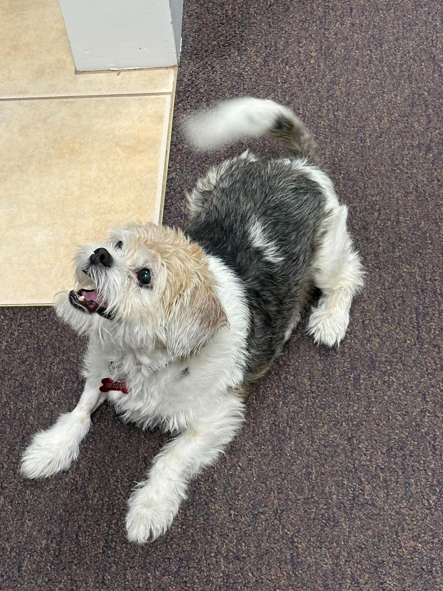 Enlarge Lady Stella, a Adoptable mixed breed in Boardman, OH image 5/6