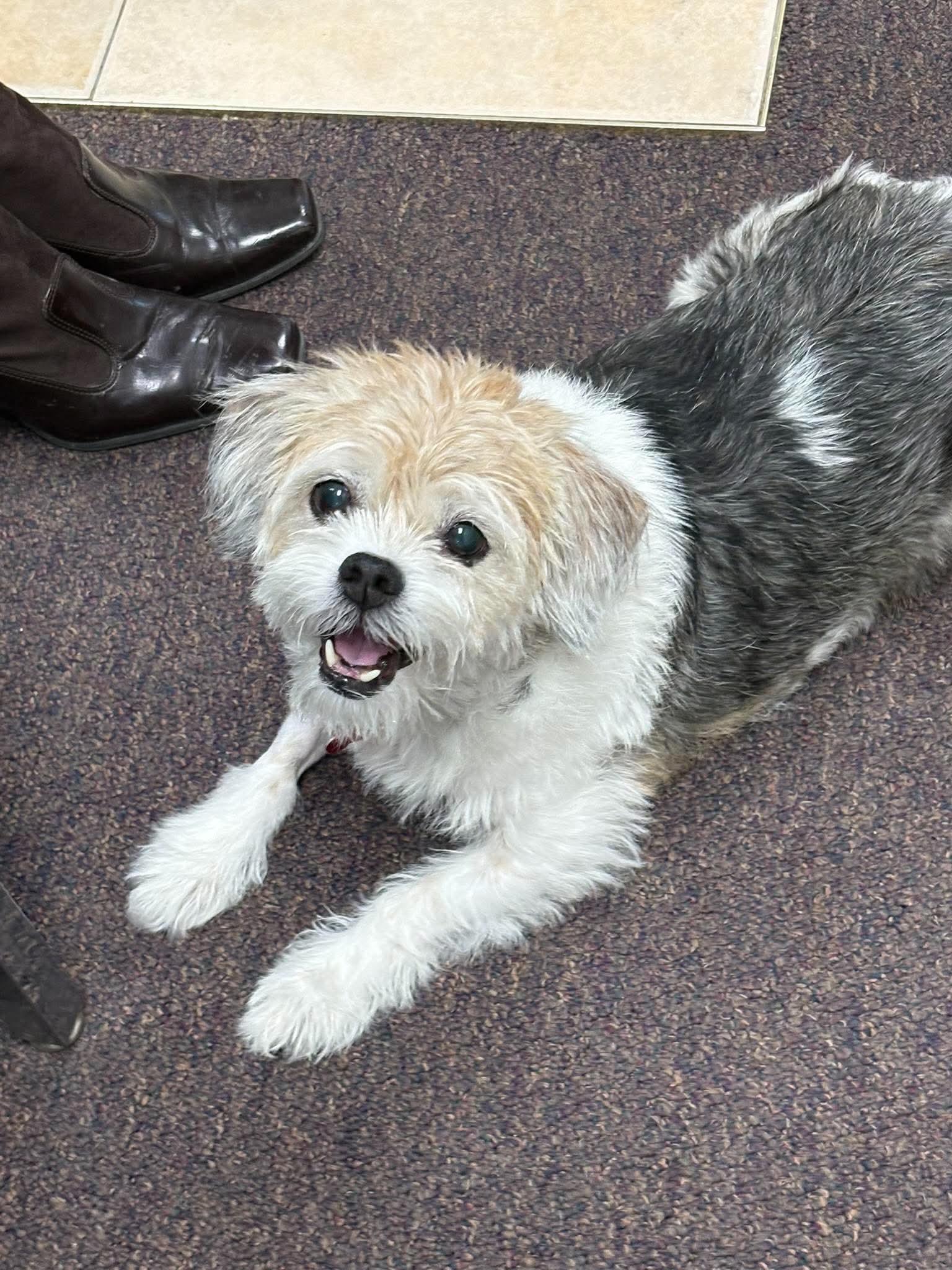 Enlarge Lady Stella, a Adoptable mixed breed in Boardman, OH image 4/6