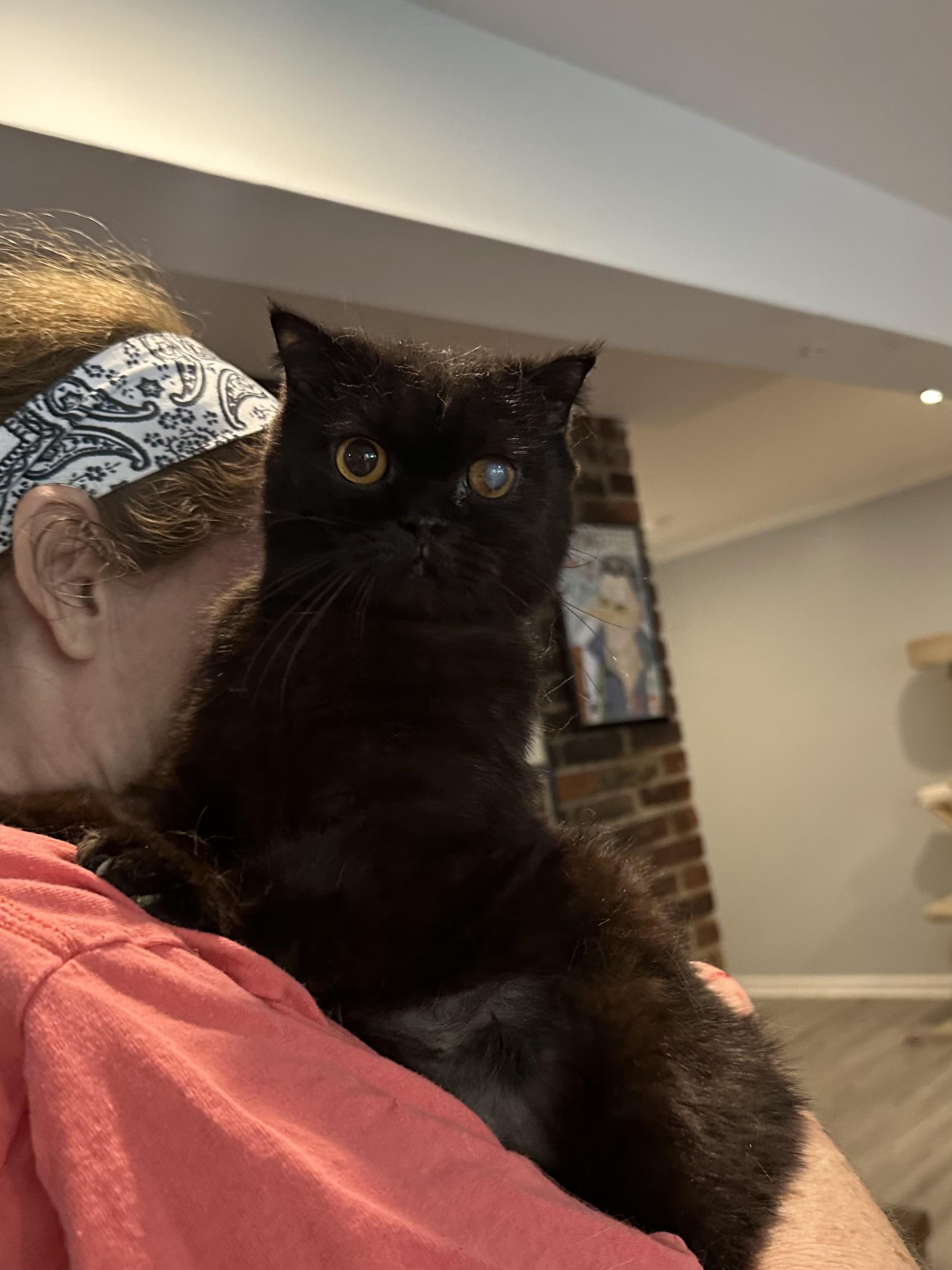 Blacky (Scottish Fold), a ADOPTABLE Scottish Fold in Fairfax, VA image 2/2