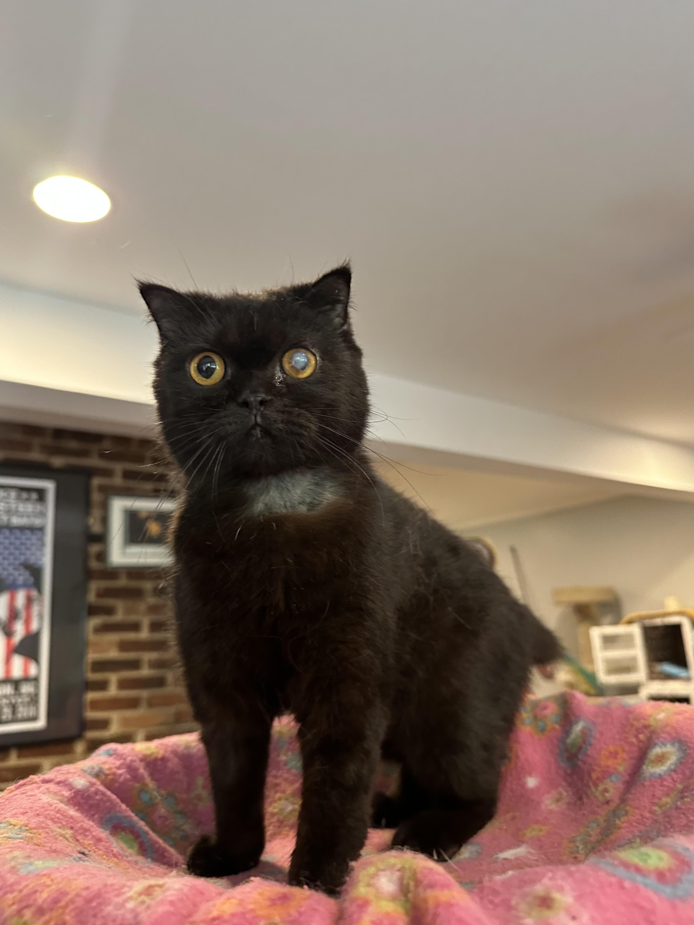 Blacky (Scottish Fold), ADOPTABLE, Young Female Scottish Fold.