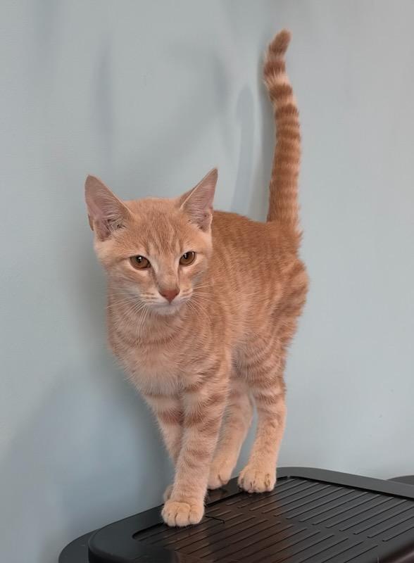 Enlarge Clark, a Adoptable Domestic Short Hair in Mt Pleasant, SC image 4/6