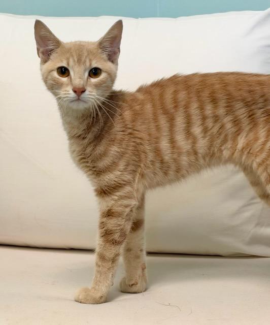 Enlarge Clark, a Adoptable Domestic Short Hair in Mt Pleasant, SC image 6/6