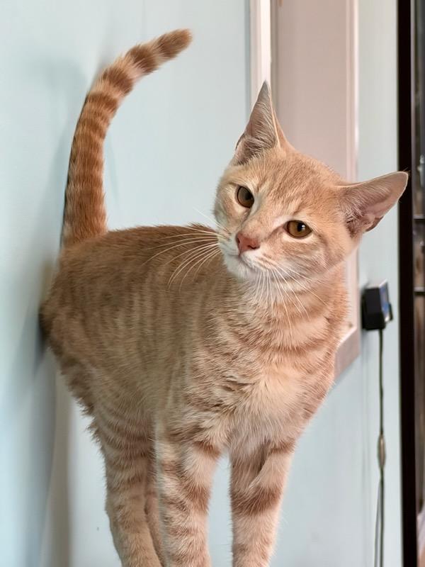 Enlarge Clark, a Adoptable Domestic Short Hair in Mt Pleasant, SC image 2/6