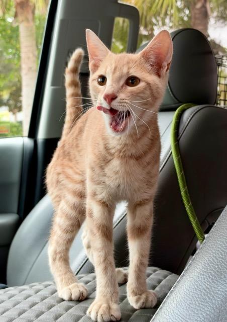 Enlarge Clark, a Adoptable Domestic Short Hair in Mt Pleasant, SC image 3/6