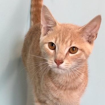 Enlarge Clark, a Adoptable Domestic Short Hair in Mt Pleasant, SC image 1/6