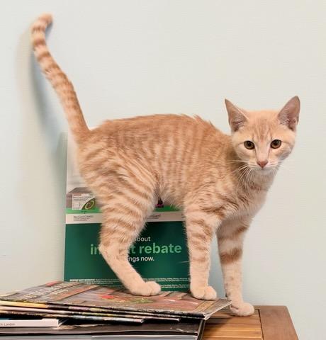 Enlarge Clark, a Adoptable Domestic Short Hair in Mt Pleasant, SC image 5/6